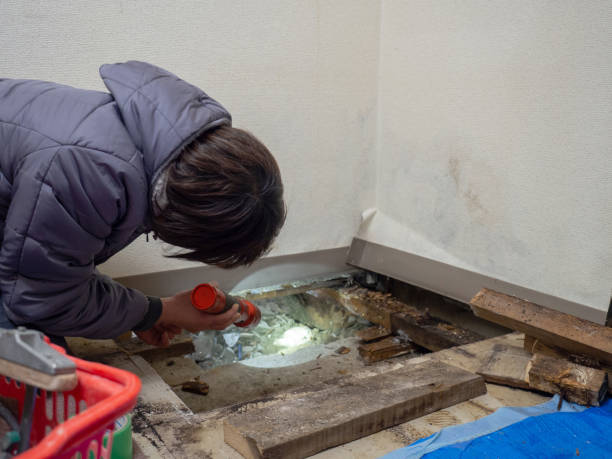 Best Water Damage & Mold Remediation  in Snowmass Village, CO