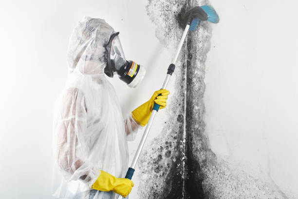 Best Attic Mold Removal  in Snowmass Village, CO