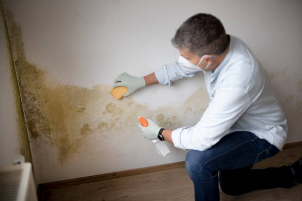 Best Mold Remediation for Healthcare Facilities  in Snowmass Village, CO