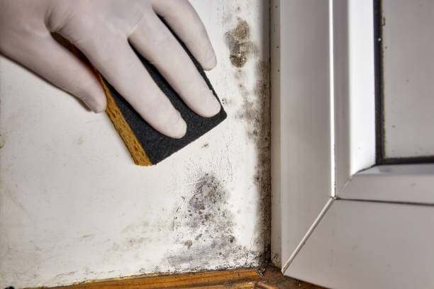 Best Asbestos and Lead Testing During Mold Inspection  in Snowmass Village, CO